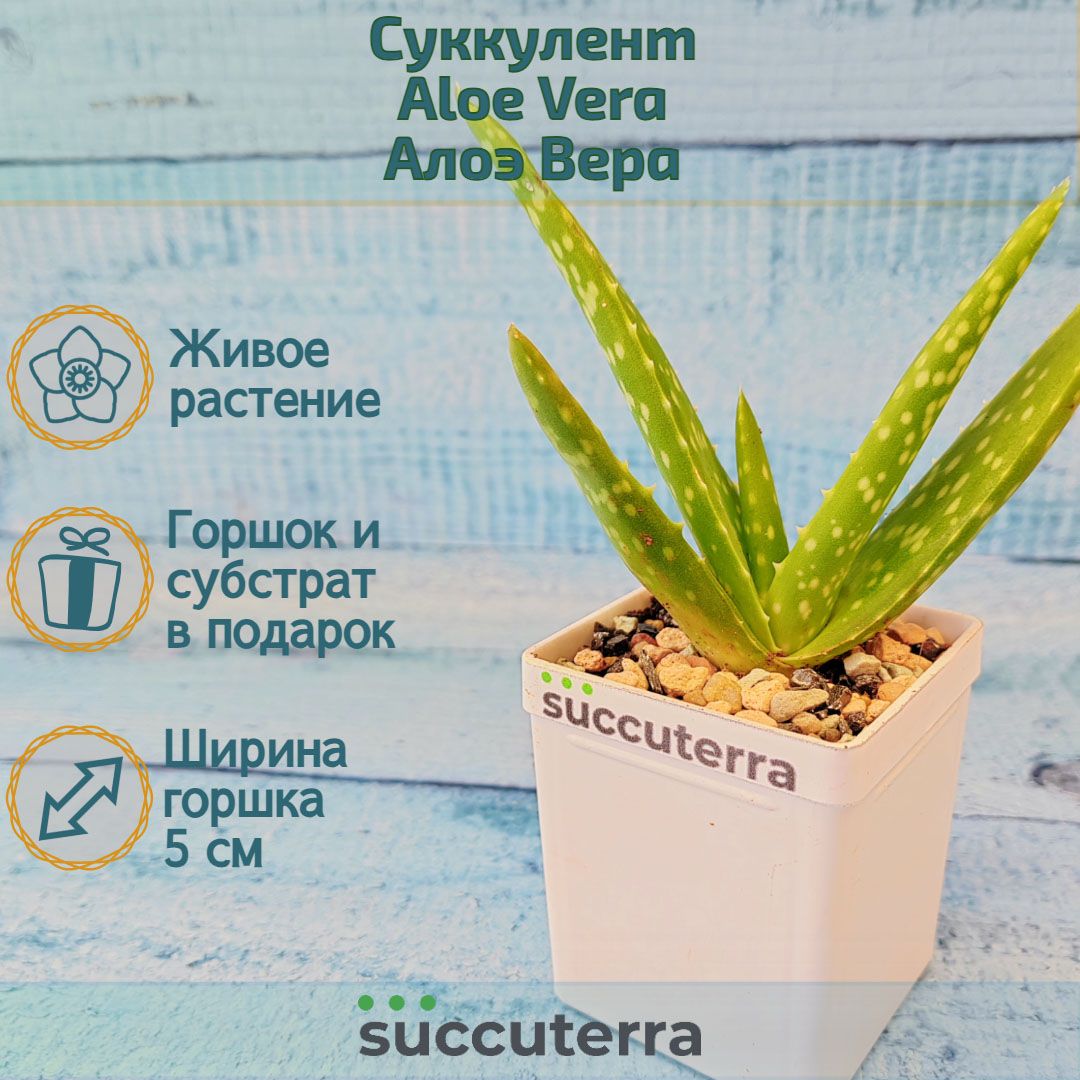 Суккулент Aloe Vera (Алоэ Вера). Диаметр горшка 5 см. Субстрат Succuterra Classic и фирменный горшочек в комплекте.