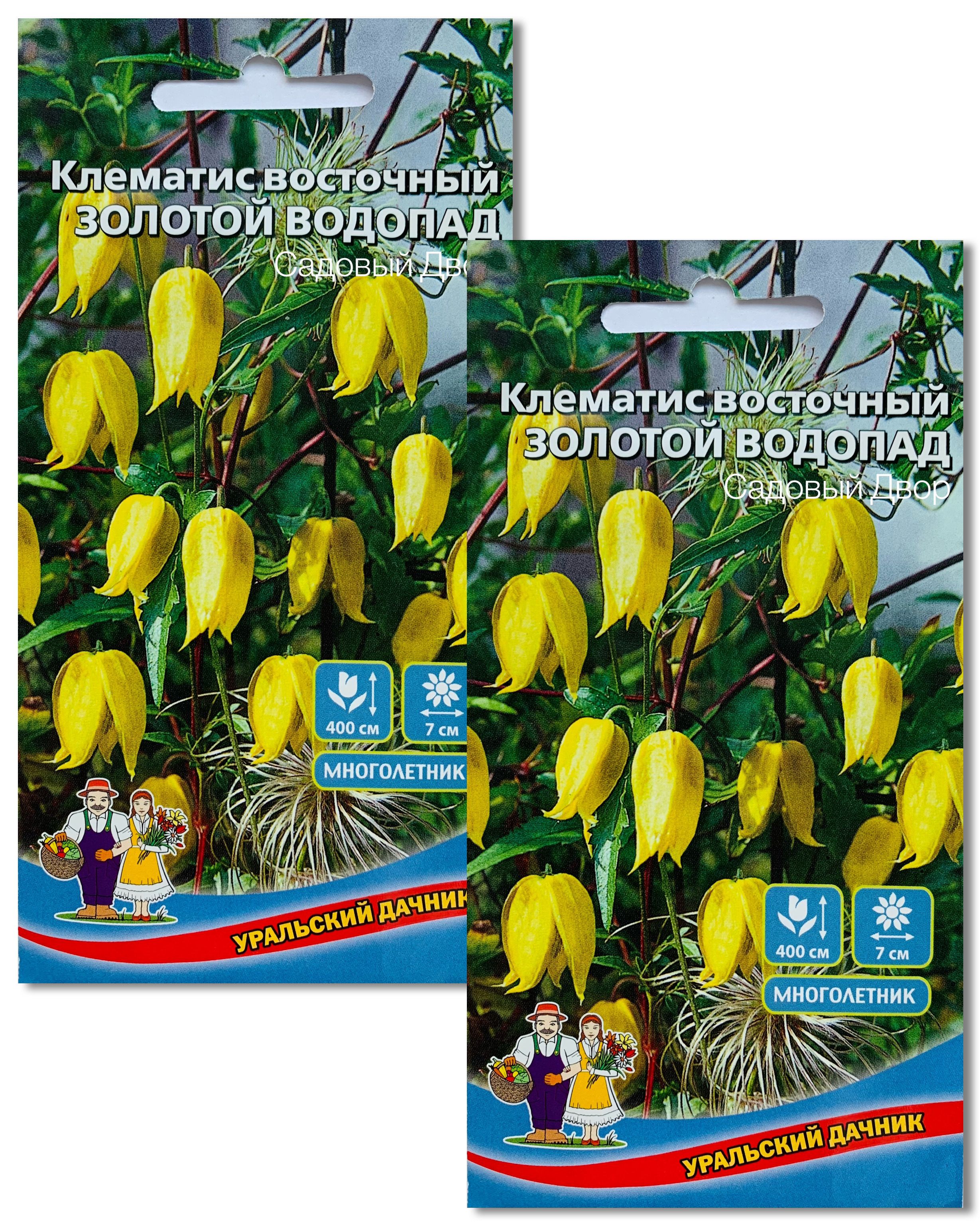 Клематис Золотой Водопад, 2 пакета, семена 12 шт, Уральский Дачник +  Подробная рекомендация по агротехнике, многолетний вьющийся кустарник