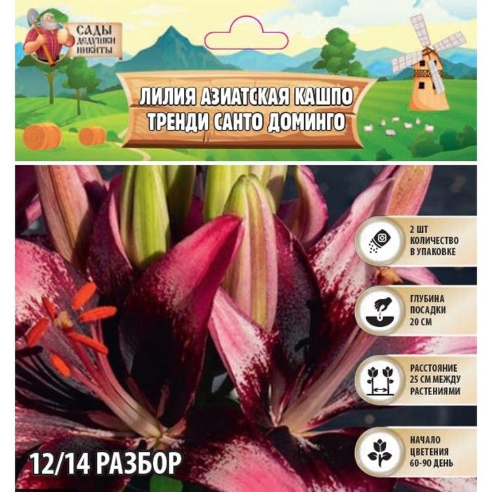 Купить Азиатские Лилии В Интернет Магазине