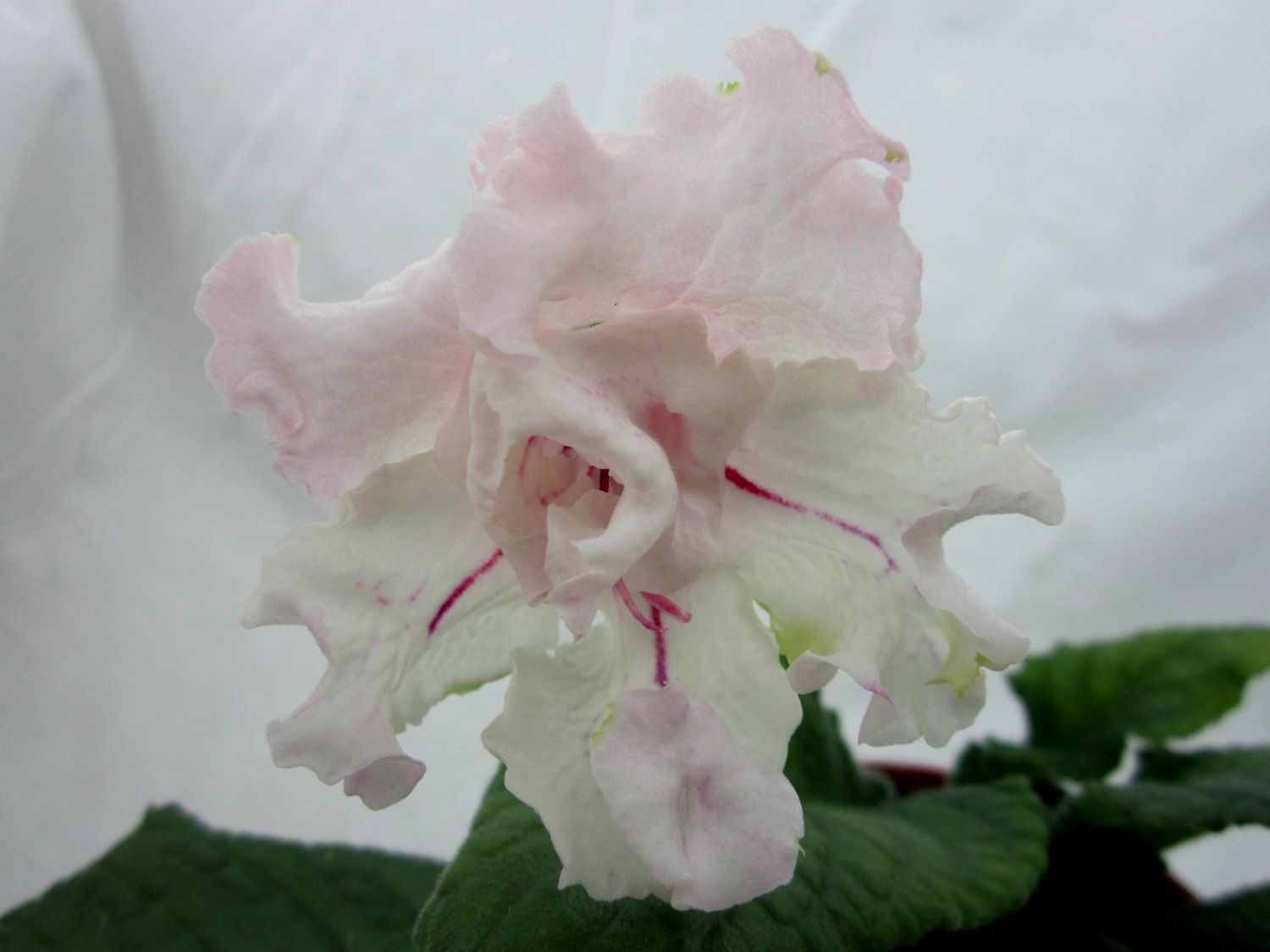 Стрептокарпус ват бельчонок