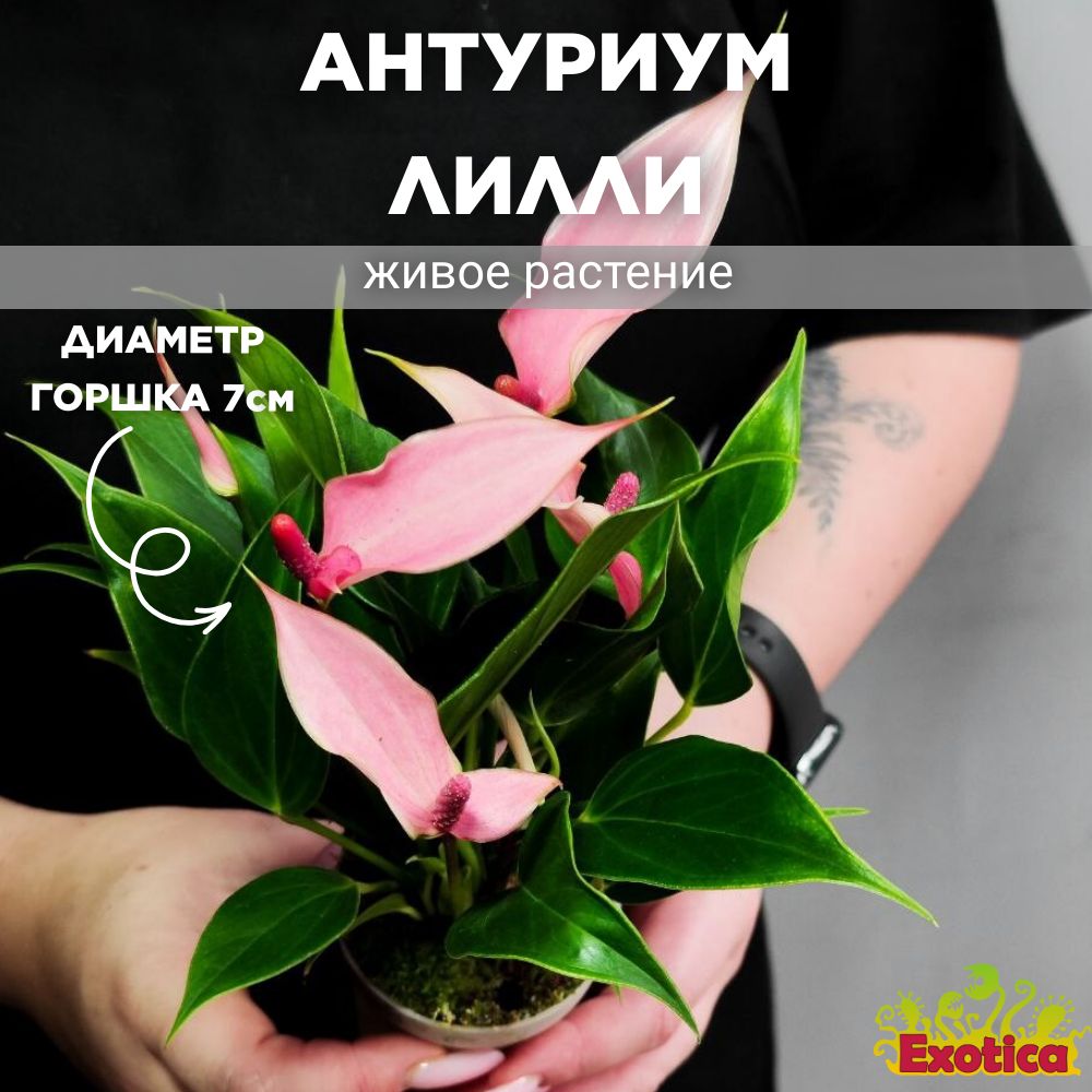 Антуриум Лилли (Anthurium Lilli) D7см