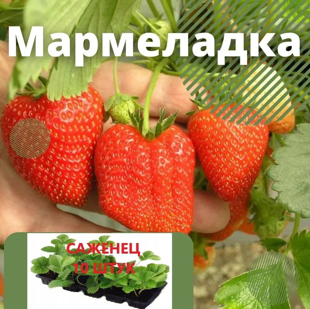 Клубника Мармеладка,20 саженцев