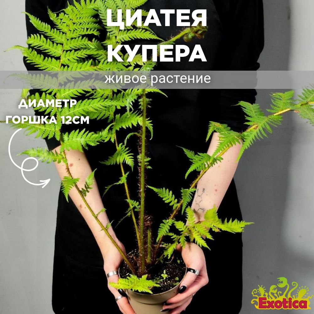 Папоротник Циатея Купера (Cyathea Cooperii) D12см