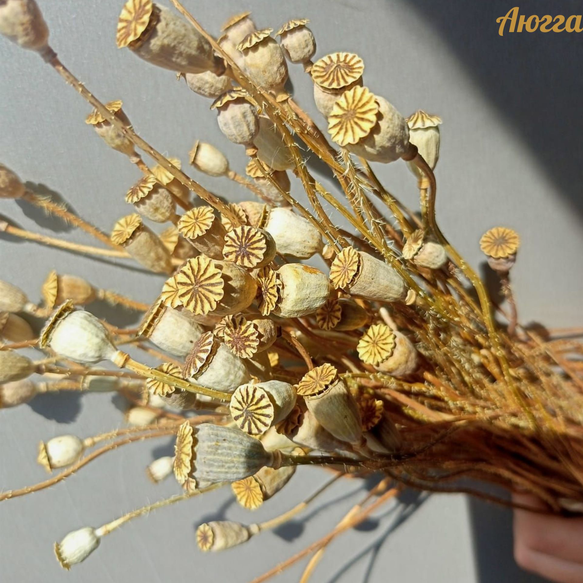 Аюгга Букет из сухоцветов Мак, 27 см, 50 гр, 41 шт