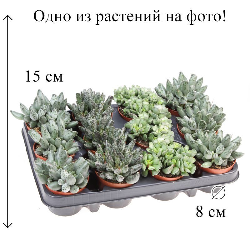 Адромискус микс 8/15 см, 1 растение