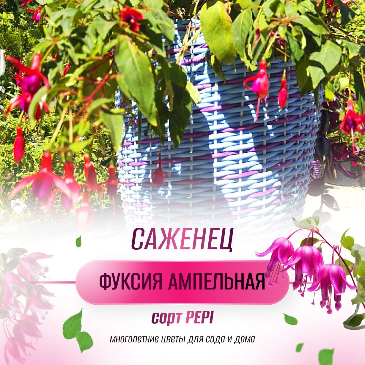 Фуксия...