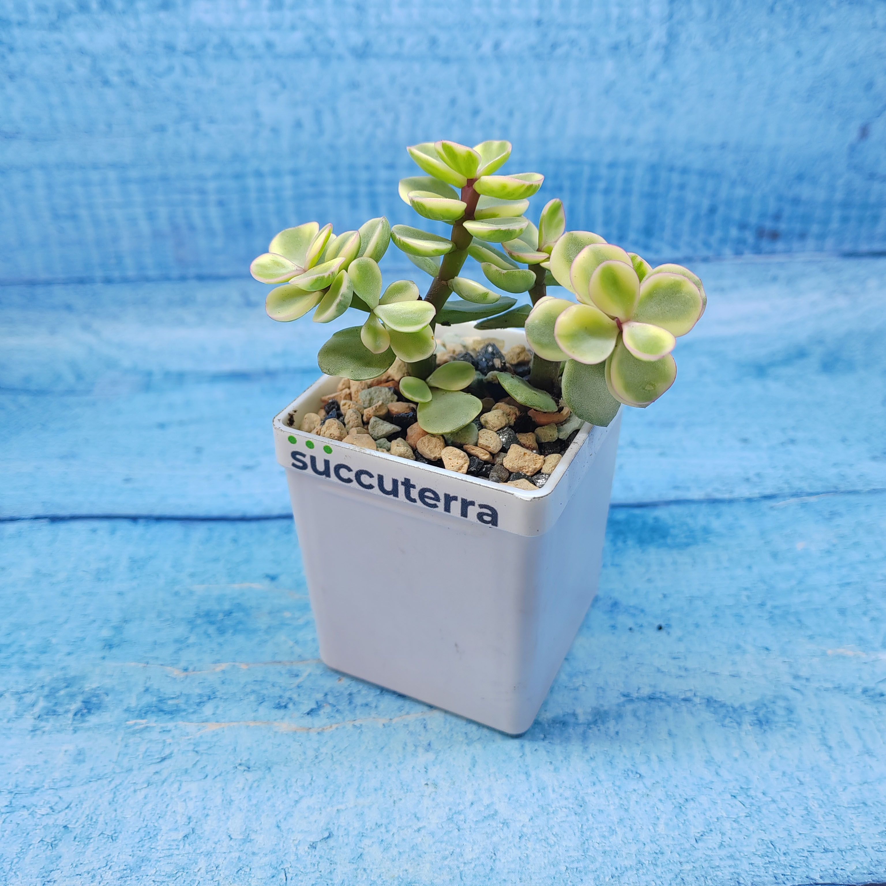 Суккулент Portulacaria Afra variegata (Портулакария) Диаметр горшка 5.5 см. Субстрат Succuterra Classic и фирменный горшочек в комплекте.