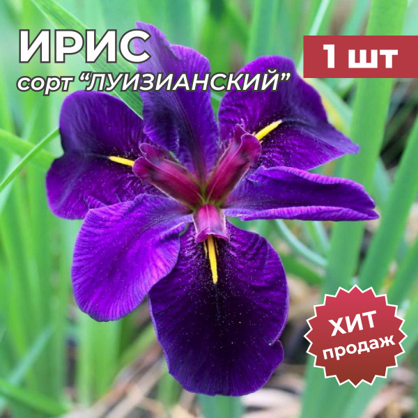 Луковицы Ирисы Калатея купить по выгодной цене в интернет-магазине OZON ...