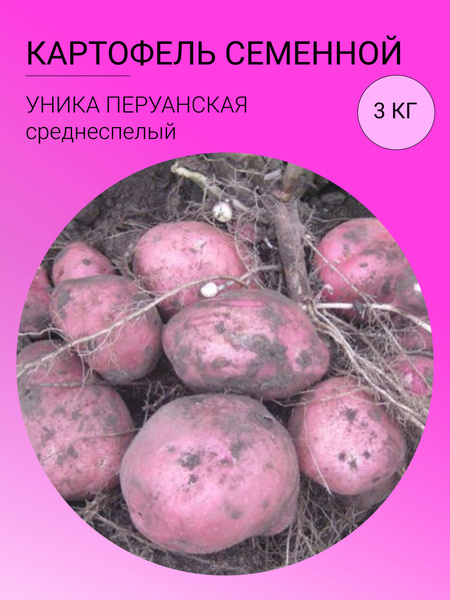 Картофель картофель на посадку 3 кг_Уника Перуанская - купить по ...