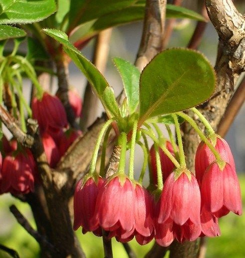 Энкиантус колокольчатый Р9 - купить с доставкой по выгодным ценам в ...