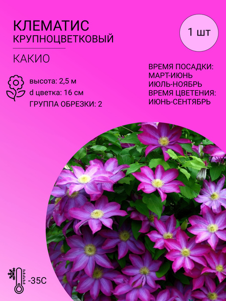 Клубни Клематисы, Клематис купить по выгодной цене в интернет-магазине ...