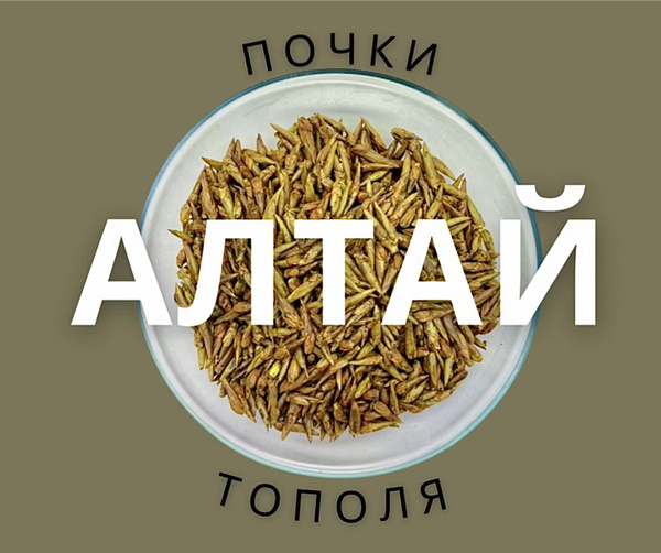 Почки тополя - купить с доставкой по выгодным ценам в интернет-магазине ...