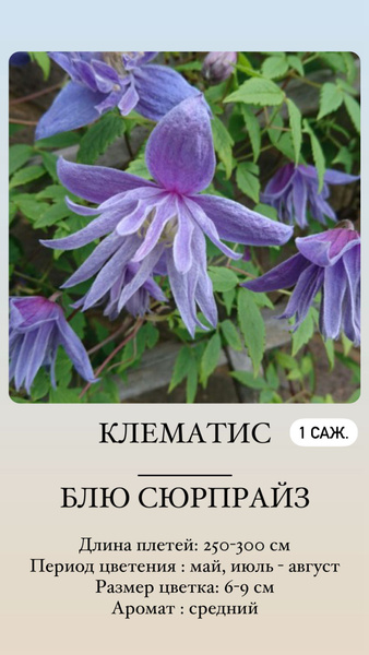 Клематис, Клематисы Клематис1_БлюСюрпрайз - купить по выгодным ценам в ...