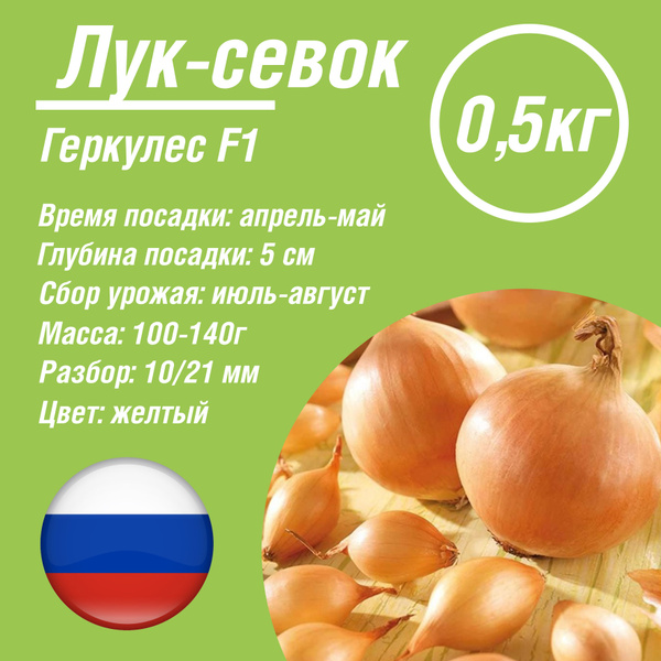 Луковицы Лук, Лук севок купить по выгодной цене в интернет-магазине ...