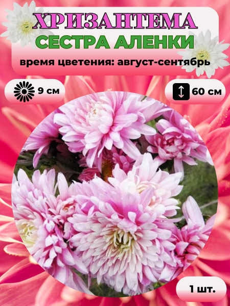 Хризантемы многолетние Magic Garden Хризантема саженец 1 шт. - купить ...