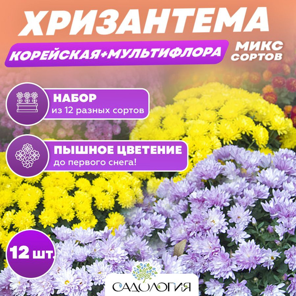 Хризантема многолетняя, корейская и мультифлора (шаровидная), саженцы ...