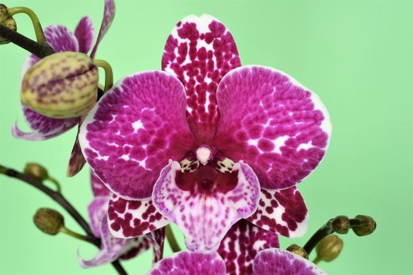 Орхидея орхидея Phal. Wild Cat версия БигЛип, 1,7" НЕ ЦВЕТЕТ, 6 дм, 1 ...