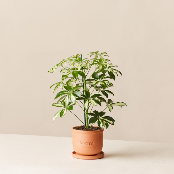Комнатные растения Roots Flowers Шеффлера Герда d12, 12 дм - купить по ...