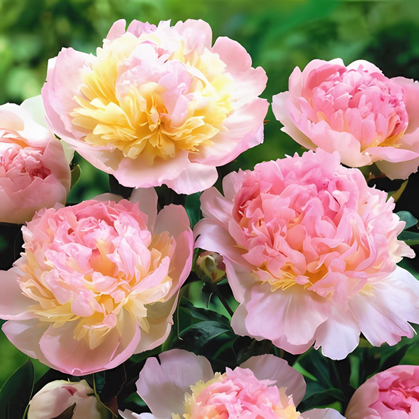 Купить Пионы Саженцы В Интернет Магазине Посадика