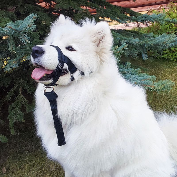 Намордник купить на OZON по низкой цене (1919606993)