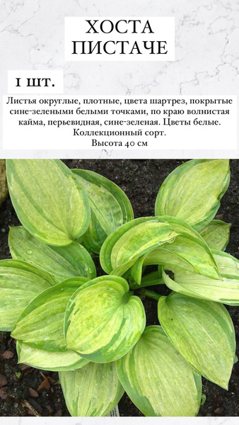 Хосты Хосточки - купить по выгодным ценам в интернет-магазине OZON ...