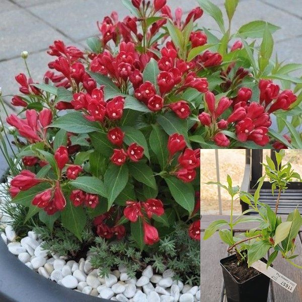 Вейгела Олл Саммер Ред саженец на горшке 0,8л. купить на OZON по низкой ...