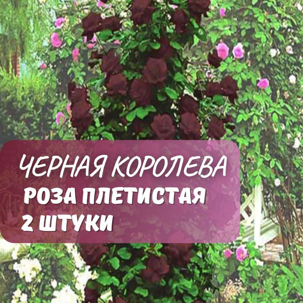 Роза плетистая Черная королева 2шт / саженец розы купить на OZON по ...