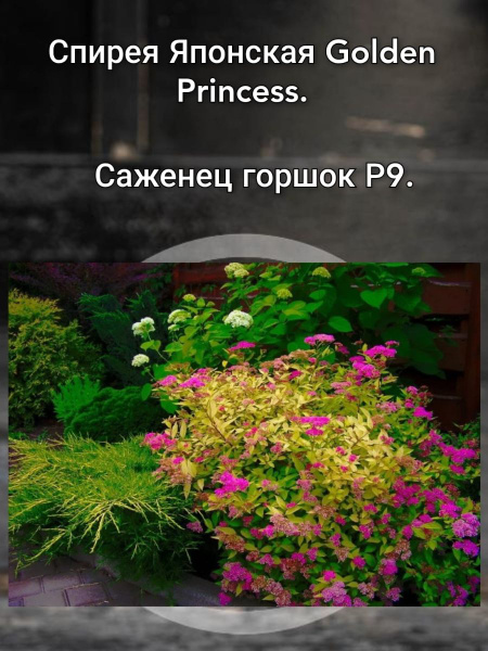 Спирея Японская Golden Princess купить на OZON по низкой цене (1630974536)