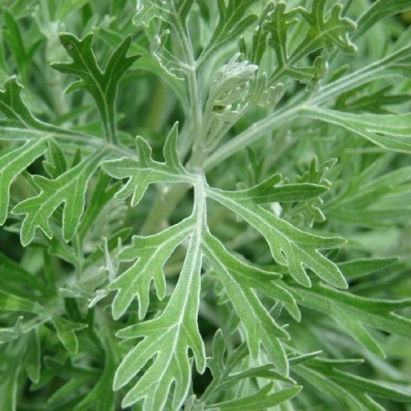 Полынь Deodar SEEDS COMPANY полынь - купить по выгодным ценам в ...