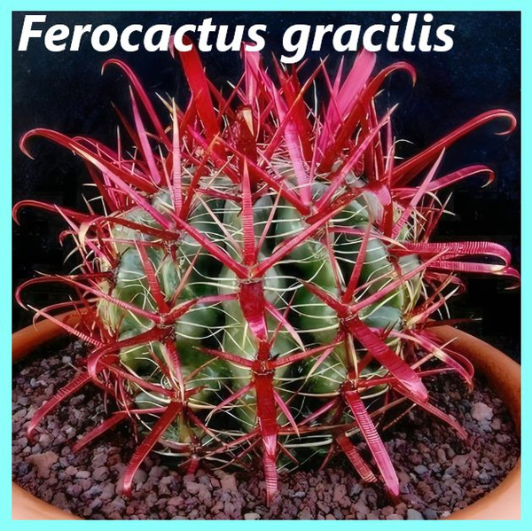 Кактус кактуса - Astrophytum asterias 'cerv.kvet' - купить по выгодным ...