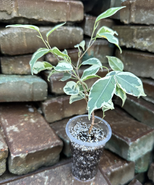 Характеристики Ficus benjamina twilight (Фикус бенджамина Твайлайт ...