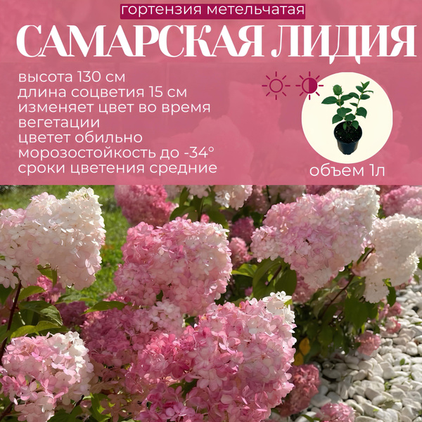 Гортензия Самарская Лидия купить на OZON по низкой цене (1547087398)