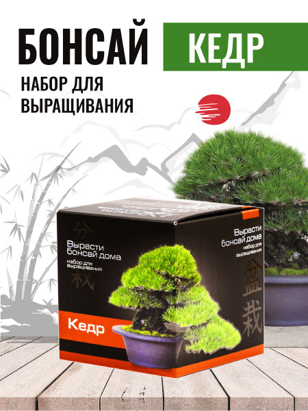 Набор для выращивания растений деревьев бонсай Кедр купить на OZON по ...