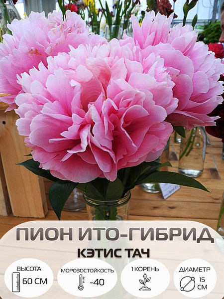 Корень пиона ито-гибрид Кэтис Тач, многолетние цветы, саженец 1 шт ...