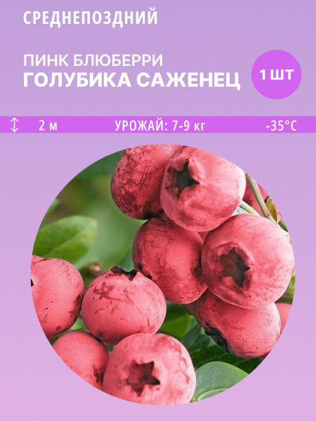 Голубика голубика - купить по выгодным ценам в интернет-магазине OZON ...
