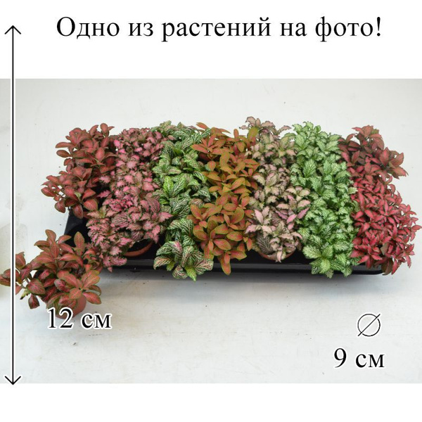 Фиттония Микс 7 цветов 9/12 CF, 1 растение купить на OZON по низкой ...