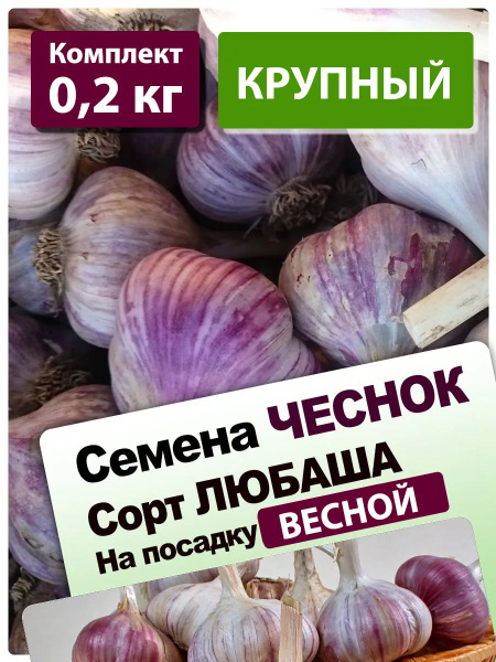 Чеснок яровой на посадку весной сорт Любаша 0.2 кг купить на OZON по ...