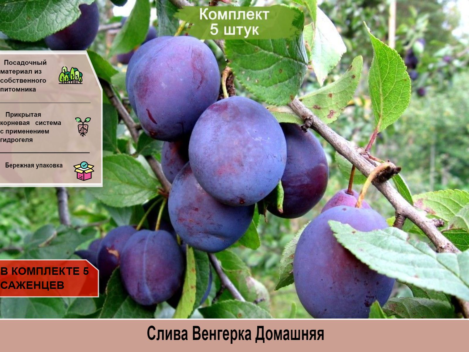 Слива сорт венгерка. Слива краснолистная голливуд. Слива фиолетовая. Слива кишиневская ранняя. Слива заречная ранняя.