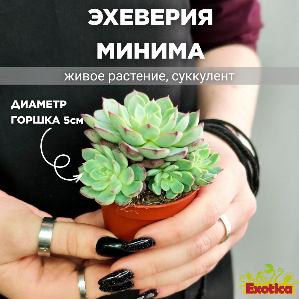 Эхеверия Минима (Echeveria Minima) D5см