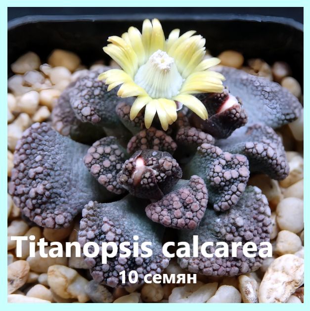 Семенасуккулентов-Titanopsiscalcarea(10шт.)