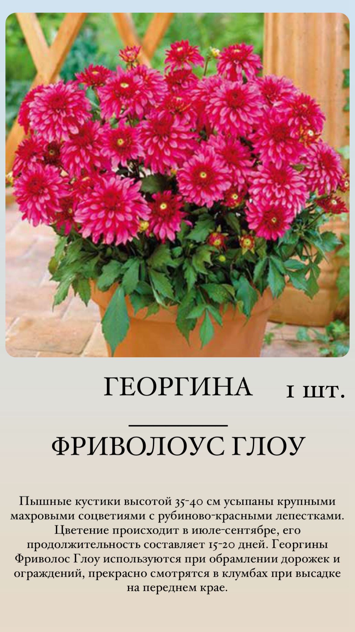 Клубни Георгинов Купить В Интернет