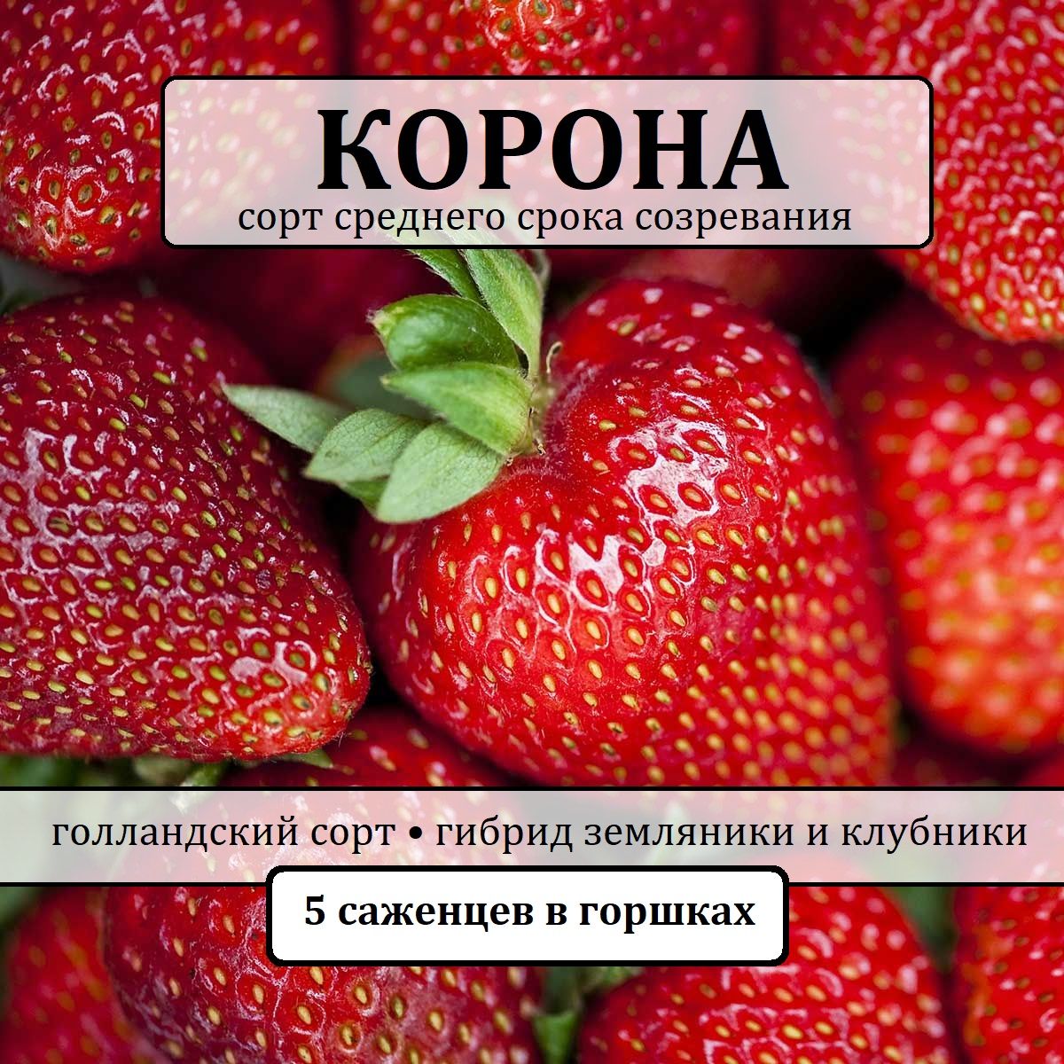 Саженцы Клубники сорт "Корона" 5шт. в горшках Р9, КСД, сорт среднего созрезвания, комплект из 5 шт. саженцев в горшках