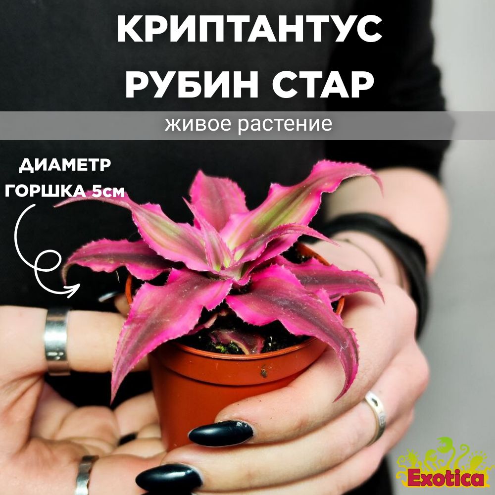 Криптантус Рубин Стар (Cryptanthus Rubin Star) D5см