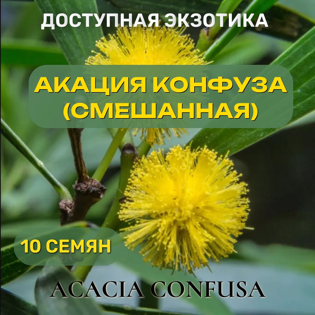 Плантаго Exotica2_Акация Конфуза - купить по выгодным ценам в  интернет-магазине OZON (1525763516)