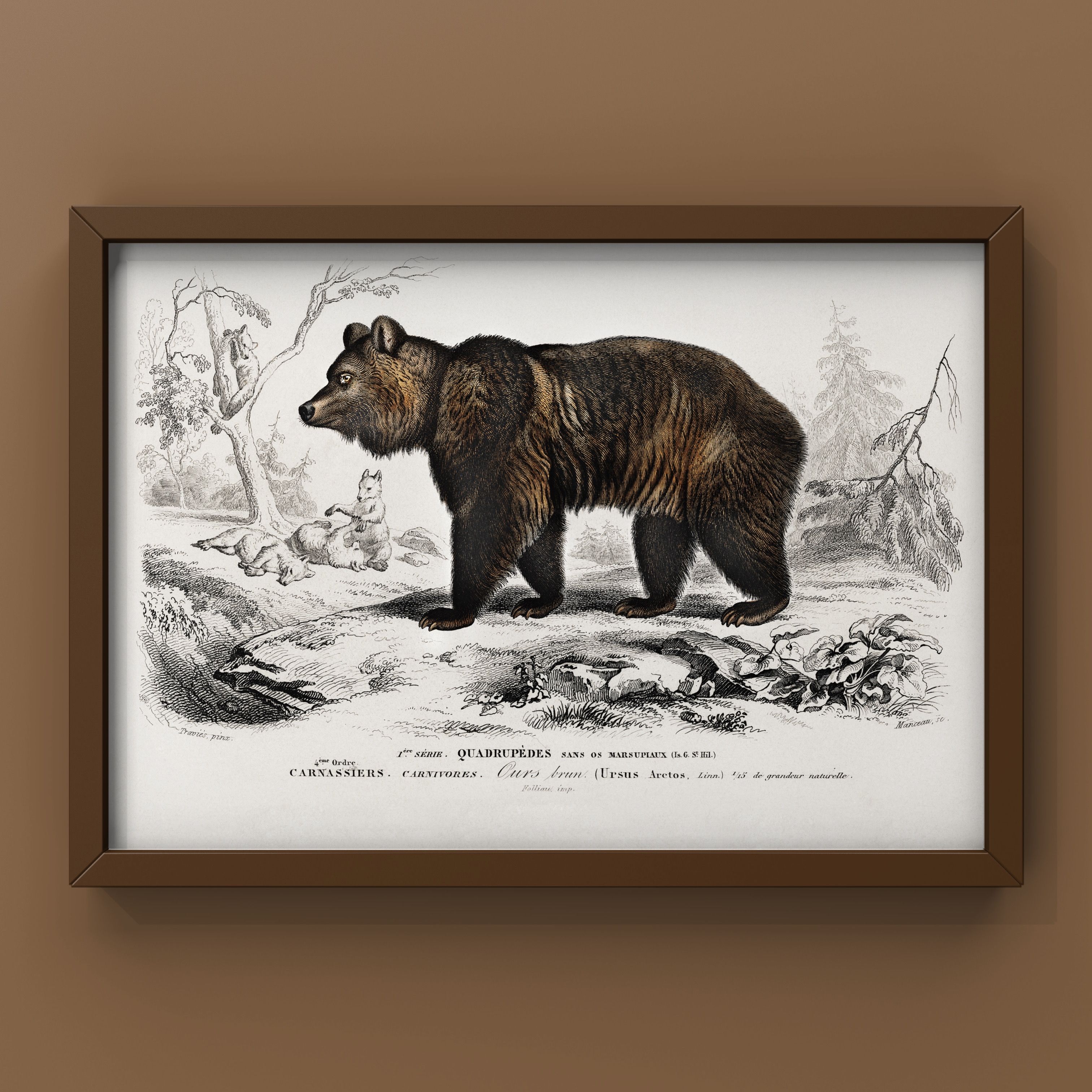 Постер"BrownBear/БурыйМедведь-Постердляинтерьераидекора",40смх30см