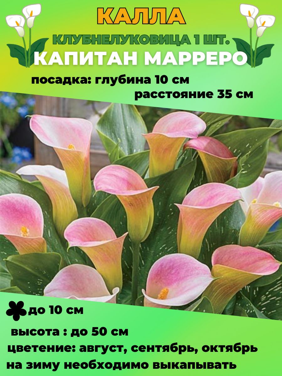 Купить Луковицы Каллы В Интернет Магазине Недорого