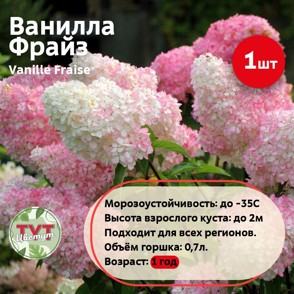 Гортензия метельчатая Ванилла Фрайз (Vanille Fraise) саженец, объём 0,5 л, 1 шт