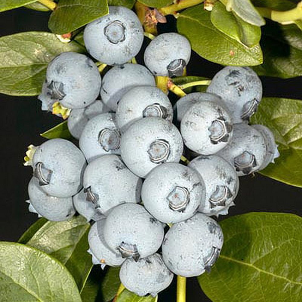 Черника Саженцы Купить В Новосибирске