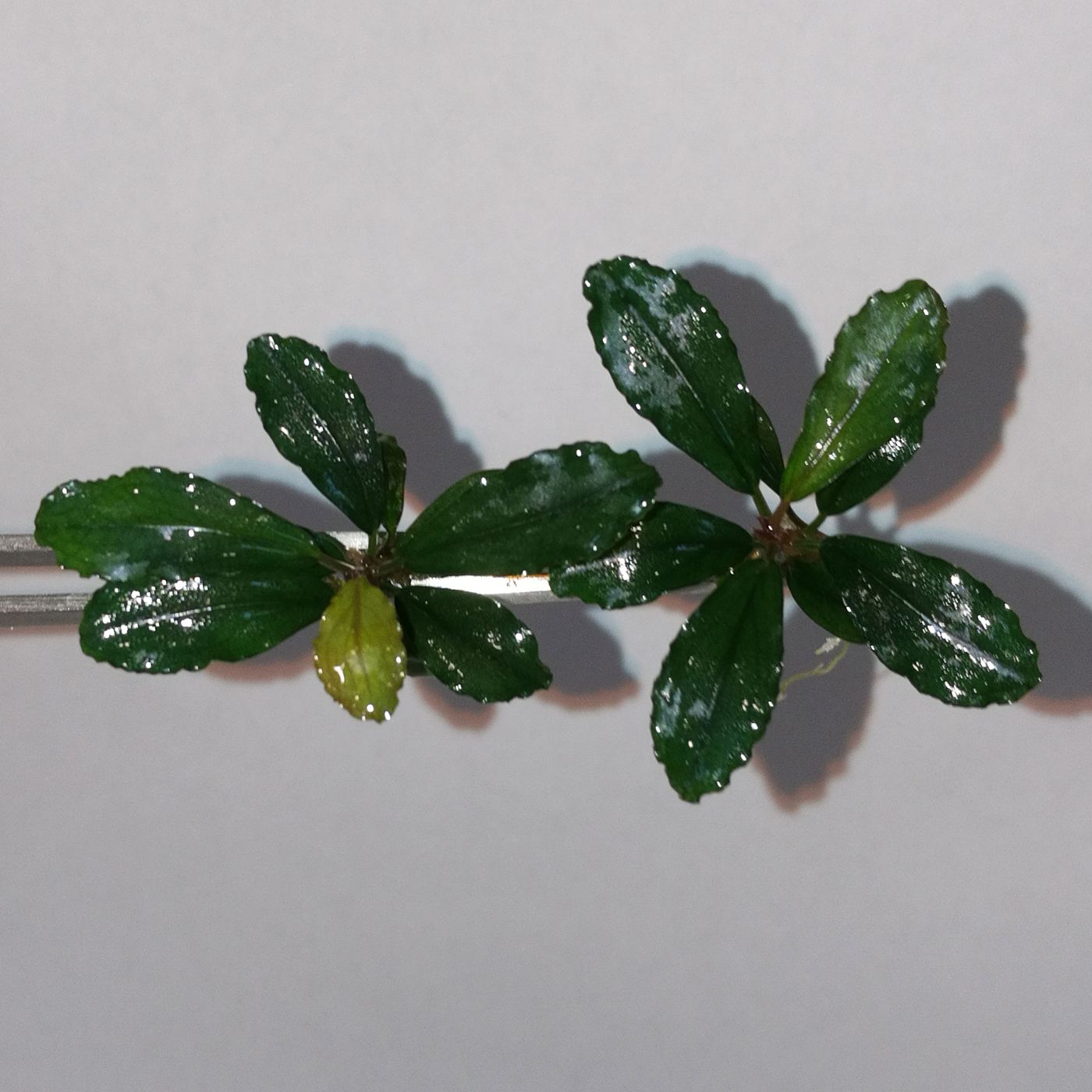 Буцефаландра Призрак Брауни (Bucephalandra sp. Brownie Ghost), 2 куста. Живые аквариумные растения