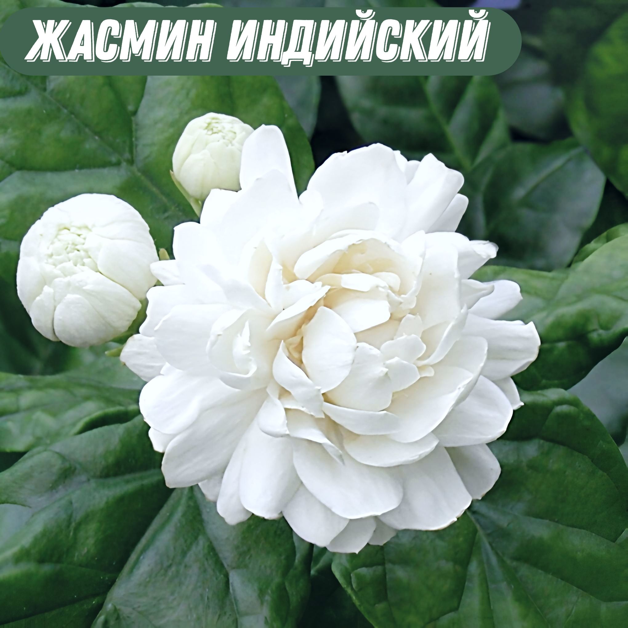 Жасмин (не путать с чубушником!) – экзотическое растение из семейства Масли...